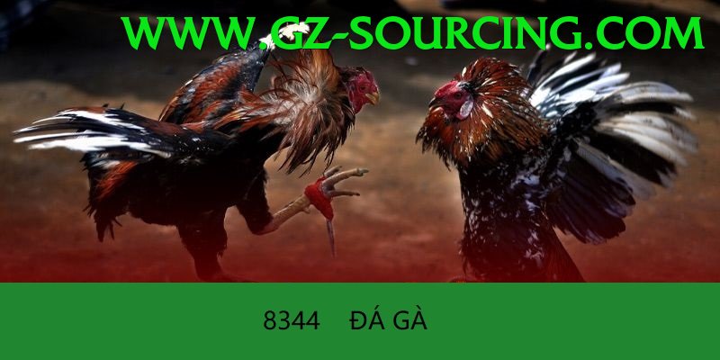 Đá Gà Trực Tiếp - Ưu đãi đặc biệt